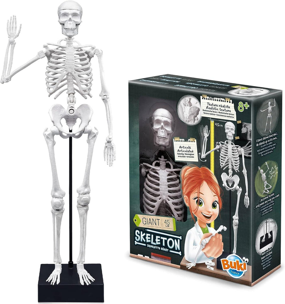 BUKI France Educational Skeleton 45cm - TOYBOX Toy Shop