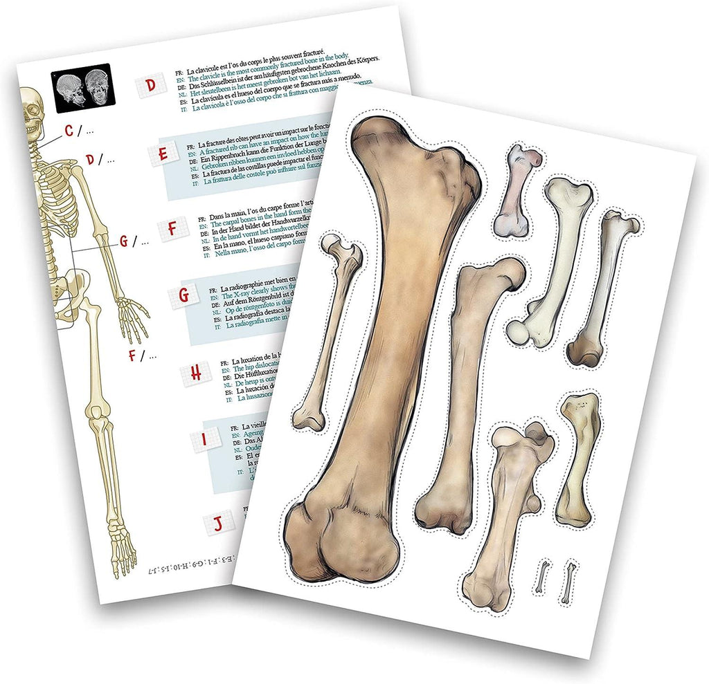 BUKI France Educational Skeleton 45cm - TOYBOX Toy Shop