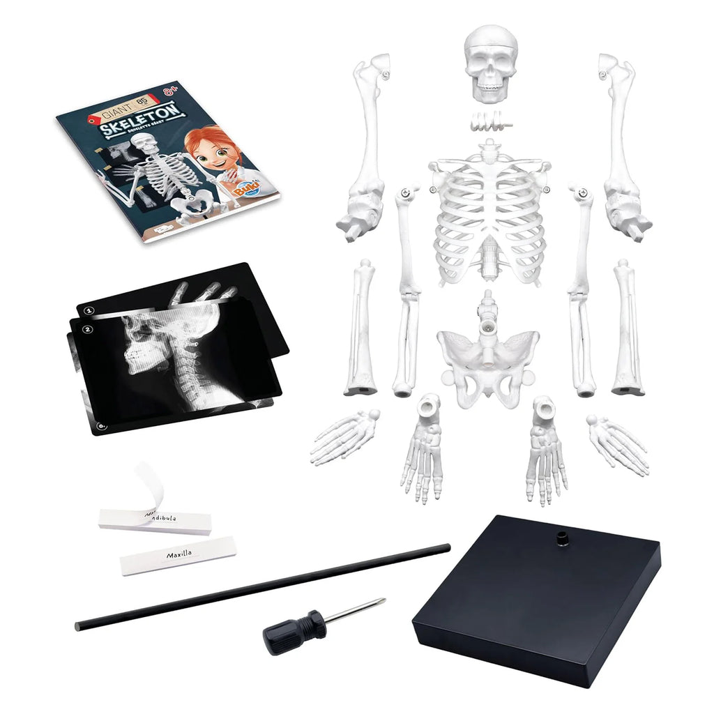 BUKI France Educational Skeleton 80cm - TOYBOX Toy Shop