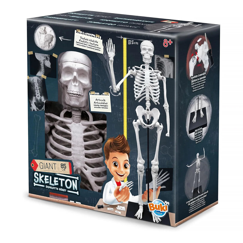 BUKI France Educational Skeleton 80cm - TOYBOX Toy Shop