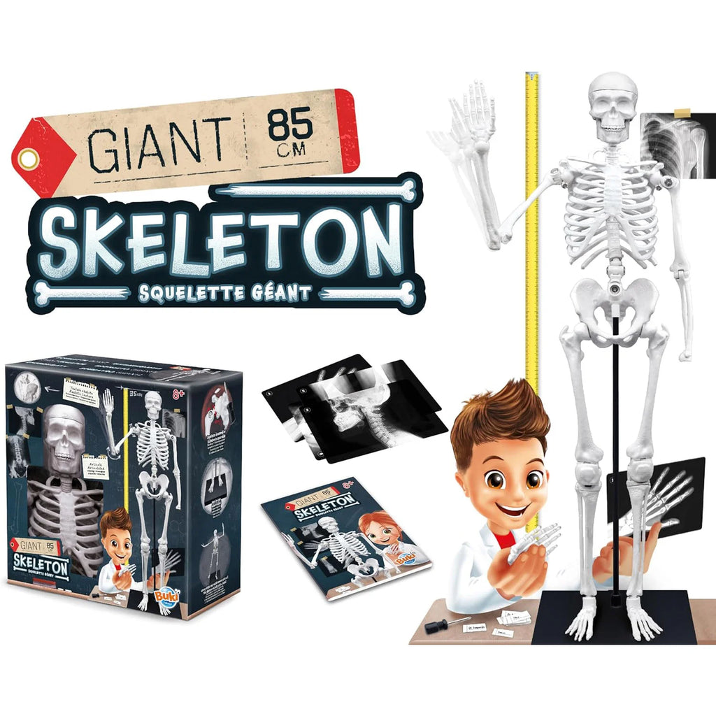 BUKI France Educational Skeleton 80cm - TOYBOX Toy Shop