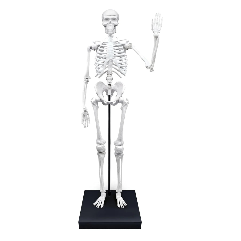 BUKI France Educational Skeleton 80cm - TOYBOX Toy Shop