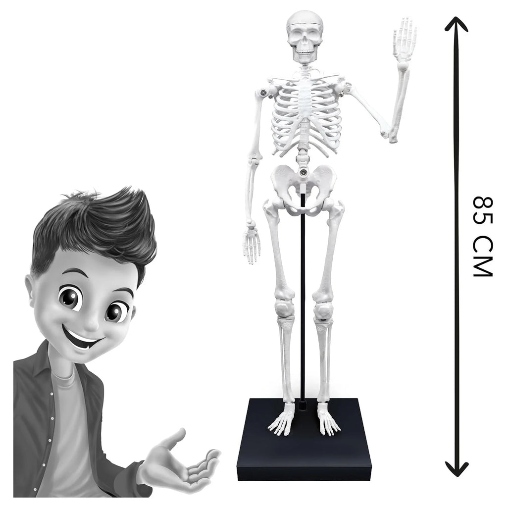 BUKI France Educational Skeleton 80cm - TOYBOX Toy Shop