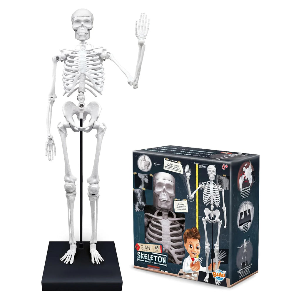 BUKI France Educational Skeleton 80cm - TOYBOX Toy Shop