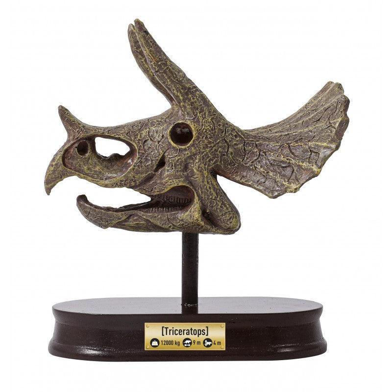 BUKI France Dino Museum Skull - Triceratops - TOYBOX Toy Shop