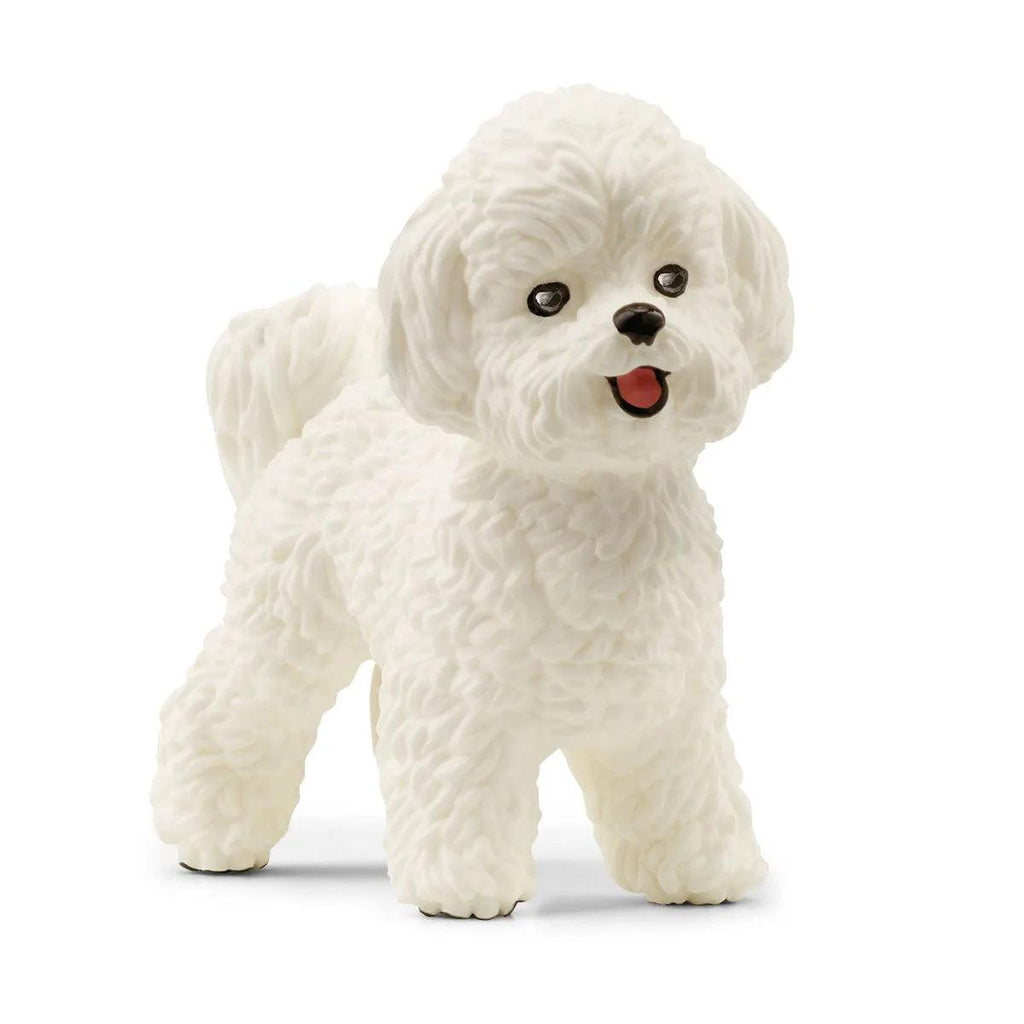 SCHLEICH Bichon Frise Figure - TOYBOX Toy Shop